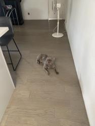Found/Stray Male Dog last seen Beach and Adams , Huntington Beach, CA 92648