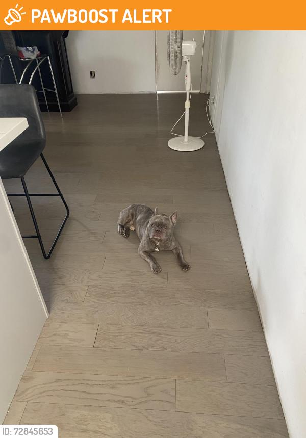Found/Stray Male Dog last seen Beach and Adams , Huntington Beach, CA 92648