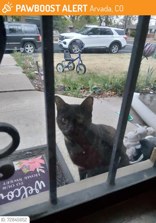 Found/Stray Unknown Cat last seen 60th Ave and dudley court, Arvada, CO 80004