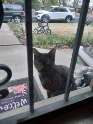 Found/Stray Unknown Cat last seen 60th Ave and dudley court, Arvada, CO 80004