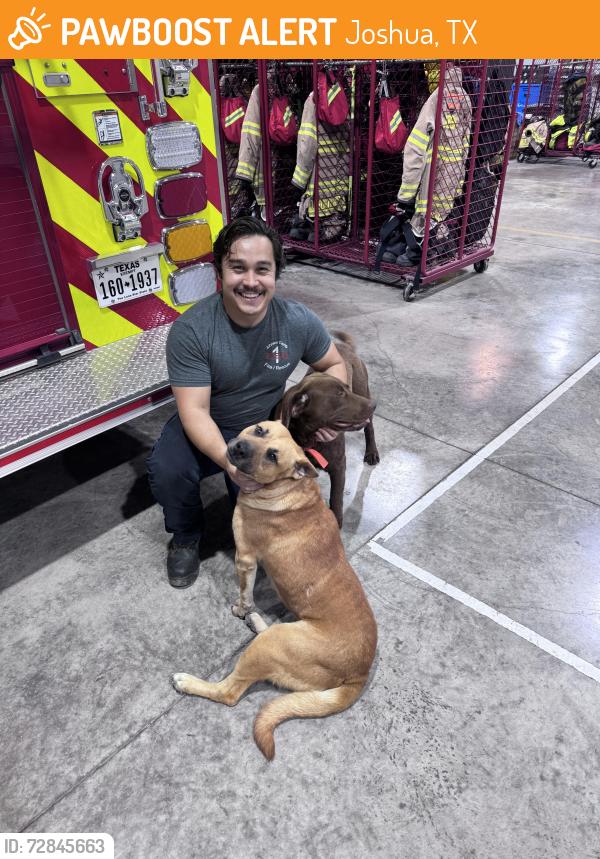Found/Stray Male Dog last seen The fire station, Joshua, TX 76058