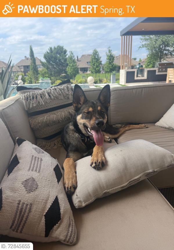 Found/Stray Male Dog last seen Springwoods Village Parkway and the Grandparkway West, Spring, TX 77373