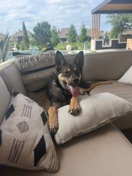Found/Stray Male Dog last seen Springwoods Village Parkway and the Grandparkway West, Spring, TX 77373