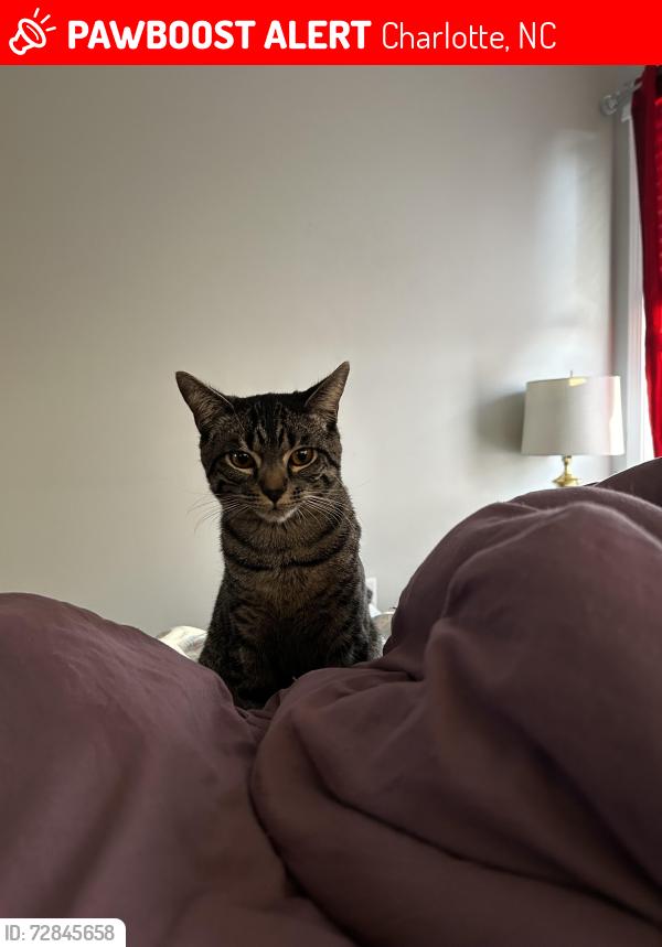 Lost Male Cat last seen Near Erwin ridge avenue , Charlotte, NC 28213