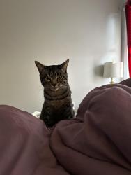 Lost Male Cat last seen Near Erwin ridge avenue , Charlotte, NC 28213