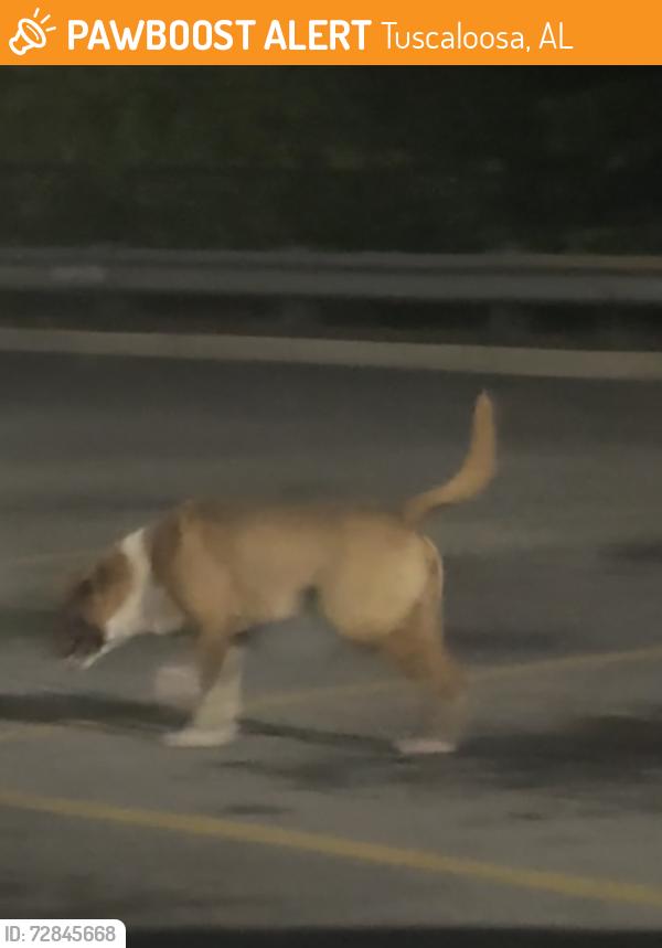 Found/Stray Unknown Dog last seen Neighborhood Walmart, Tuscaloosa, AL 35401
