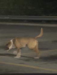 Found/Stray Unknown Dog last seen Neighborhood Walmart, Tuscaloosa, AL 35401