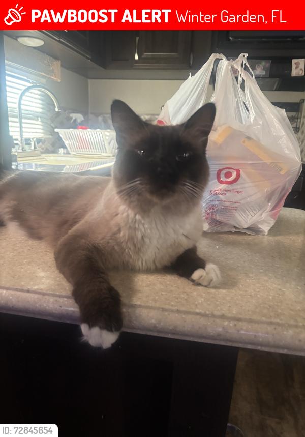 Lost Male Cat last seen N Park Ave, Lake Apopka, Downtown Winter Garden, Winter Garden, FL 34787