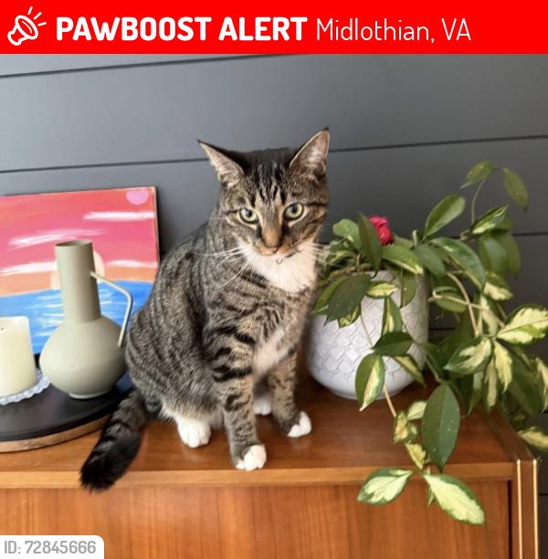 Lost Female Cat last seen James River Road, Midlothian, VA 23113