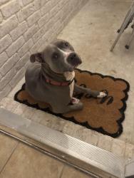 Found/Stray Male Dog last seen Old Reliance Rd , Bryan, TX 77808