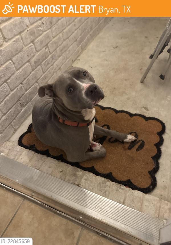 Found/Stray Male Dog last seen Old Reliance Rd , Bryan, TX 77808