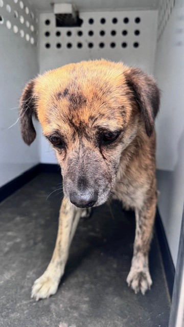 Shelter Stray Male Dog last seen Near BLK UNION AV, BAKERSFIELD, CA, Bakersfield, CA 93307