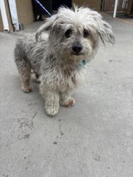 Shelter Stray Male Dog last seen Near BLK UNION AV, BAKERSFIELD, CA, Bakersfield, CA 93307