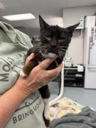 Shelter Stray Female Cat last seen , Bakersfield, CA 93307