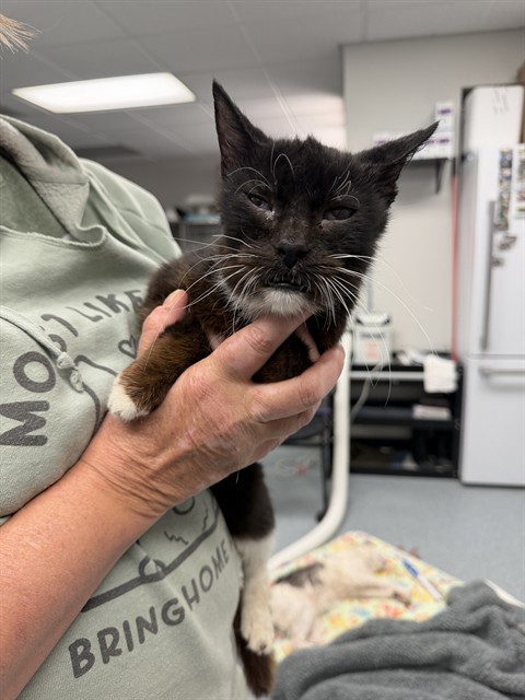 Shelter Stray Female Cat last seen , Bakersfield, CA 93307