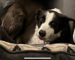 Lost Female Dog last seen Church and Justin, Fresno, CA 93725