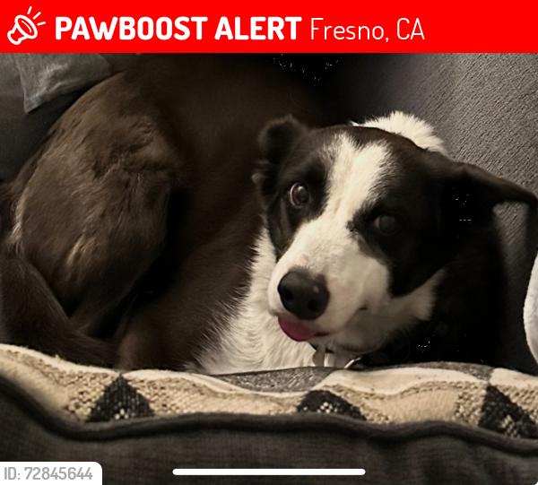 Lost Female Dog last seen Church and Justin, Fresno, CA 93725
