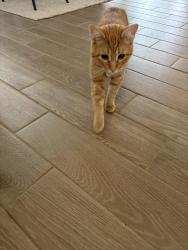 Lost Male Cat last seen DeWolf and Leonard, Clovis, CA 93619