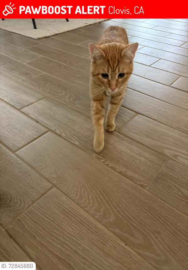 Lost Male Cat last seen DeWolf and Leonard, Clovis, CA 93619