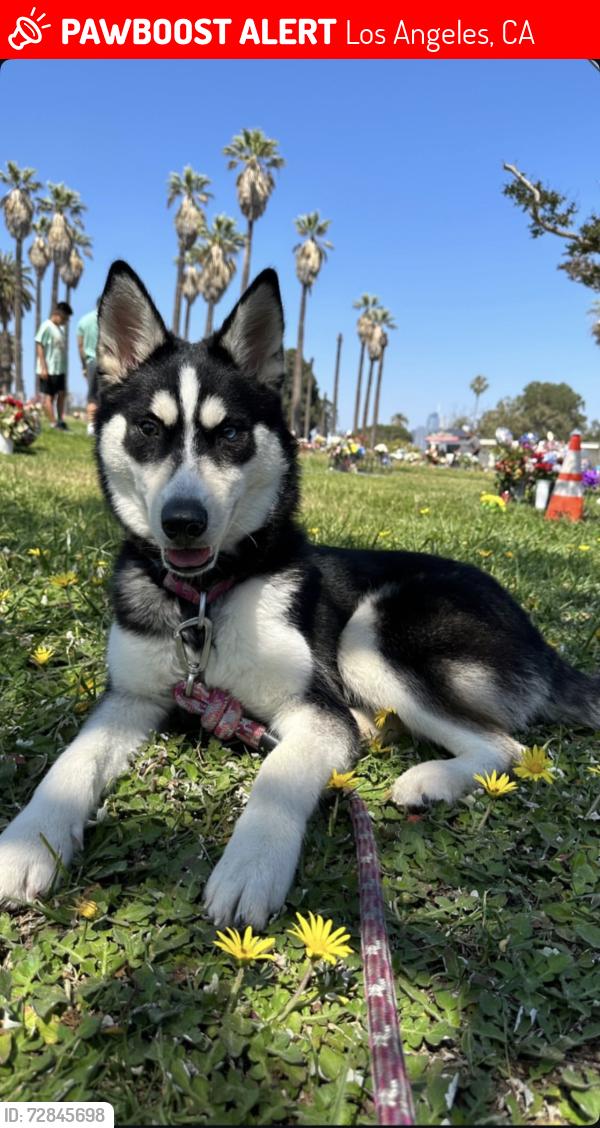Lost Female Dog last seen Lanewood and orange , Los Angeles, CA 90028