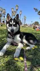 Lost Female Dog last seen Lanewood and orange , Los Angeles, CA 90028