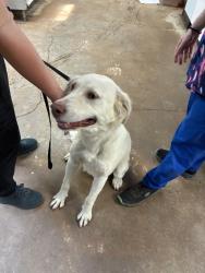 Found/Stray Unknown Dog last seen Handley drive and Brentwood stair Fort Worth 76112, Fort Worth, TX 76112