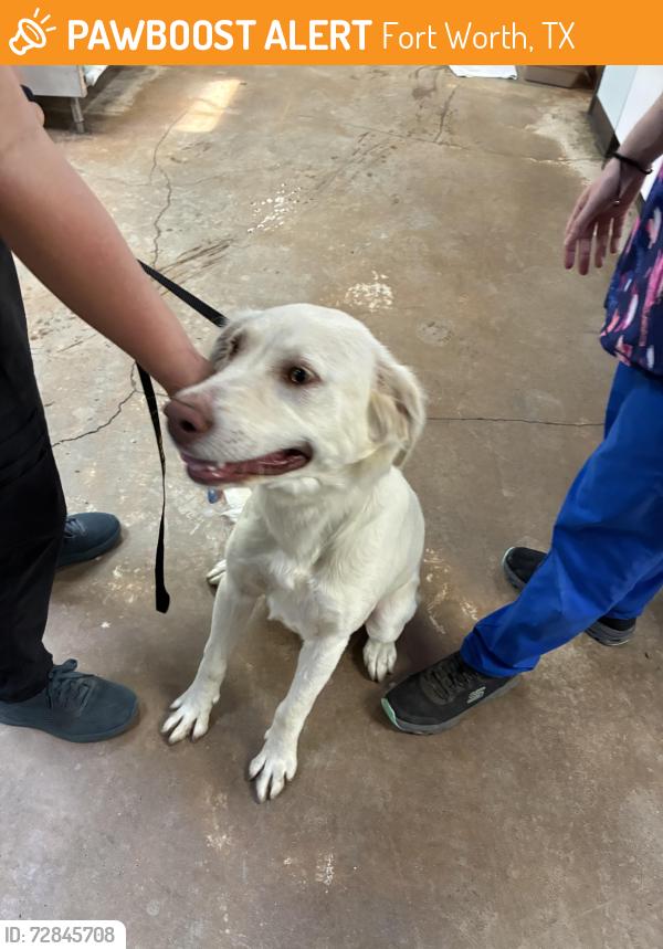 Found/Stray Unknown Dog last seen Handley drive and Brentwood stair Fort Worth 76112, Fort Worth, TX 76112