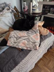 Lost Male Cat last seen Beverly Hills, Euclid, OH 44117