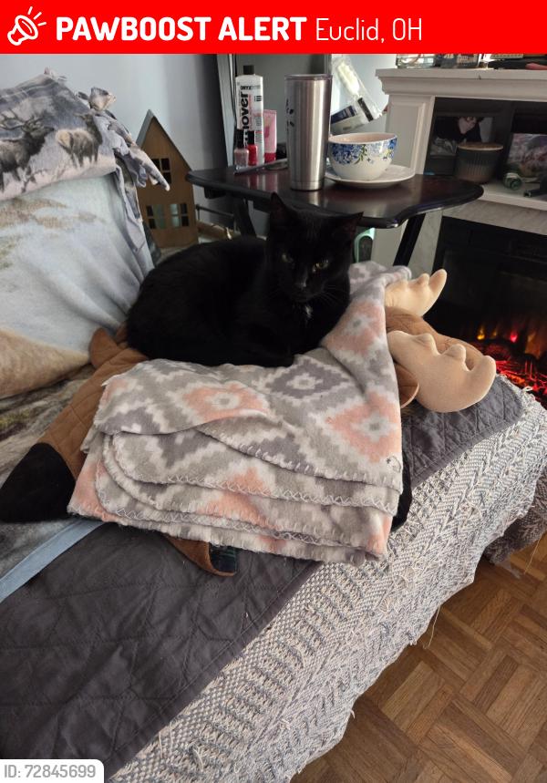 Lost Male Cat last seen Beverly Hills, Euclid, OH 44117