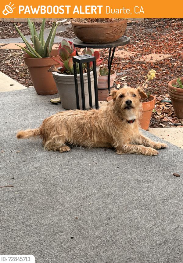 Found/Stray Male Dog last seen Joella, Duarte, CA 91010