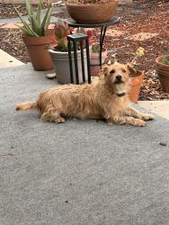 Found/Stray Male Dog last seen Joella, Duarte, CA 91010