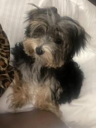 Lost Female Dog last seen Wildwood park dr , Richmond, TX 77469