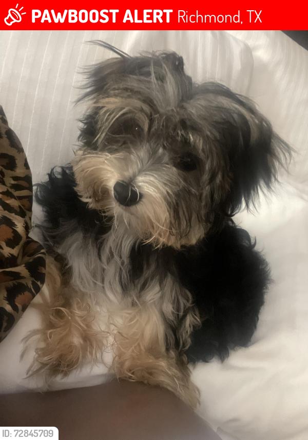 Lost Female Dog last seen Wildwood park dr , Richmond, TX 77469