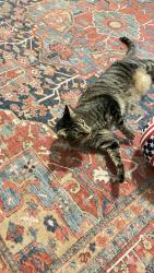 Found/Stray Male Cat last seen Eva peak dr, Erie, CO 80516