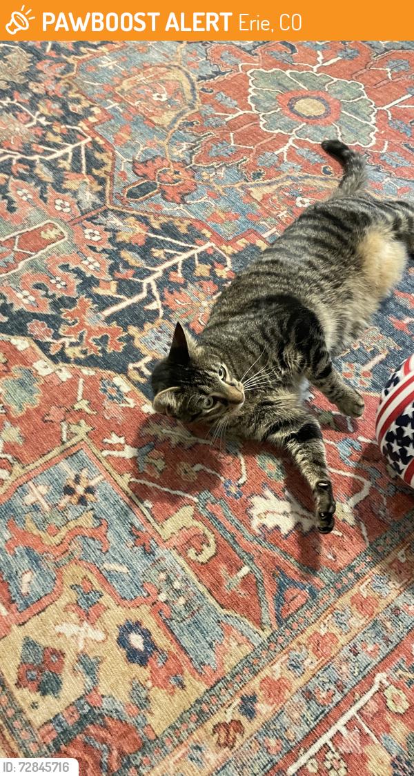 Found/Stray Male Cat last seen Eva peak dr, Erie, CO 80516