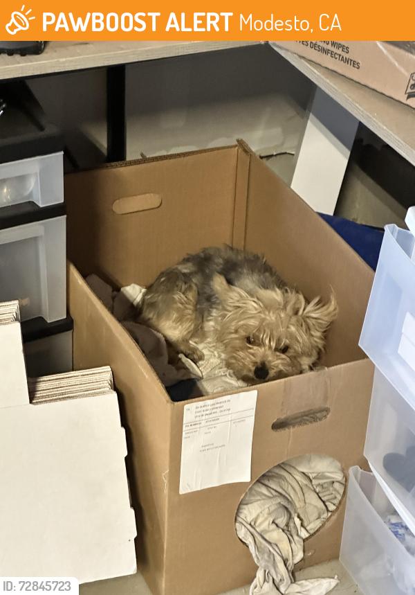 Found/Stray Female Dog last seen Kinsley yard, Modesto, CA 95356