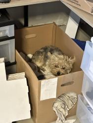 Found/Stray Female Dog last seen Kinsley yard, Modesto, CA 95356