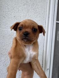 Found/Stray Female Dog last seen M st, Merced, CA 95341