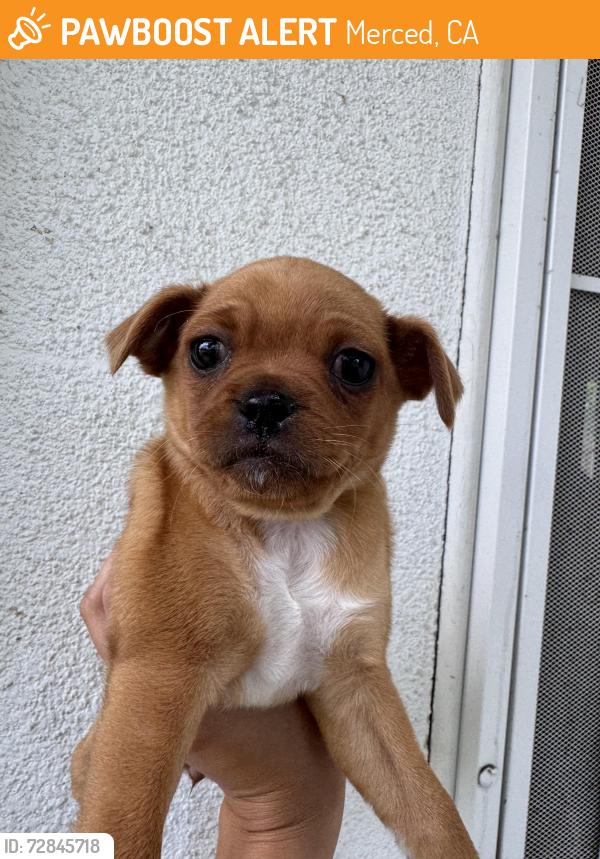 Found/Stray Female Dog last seen M st, Merced, CA 95341