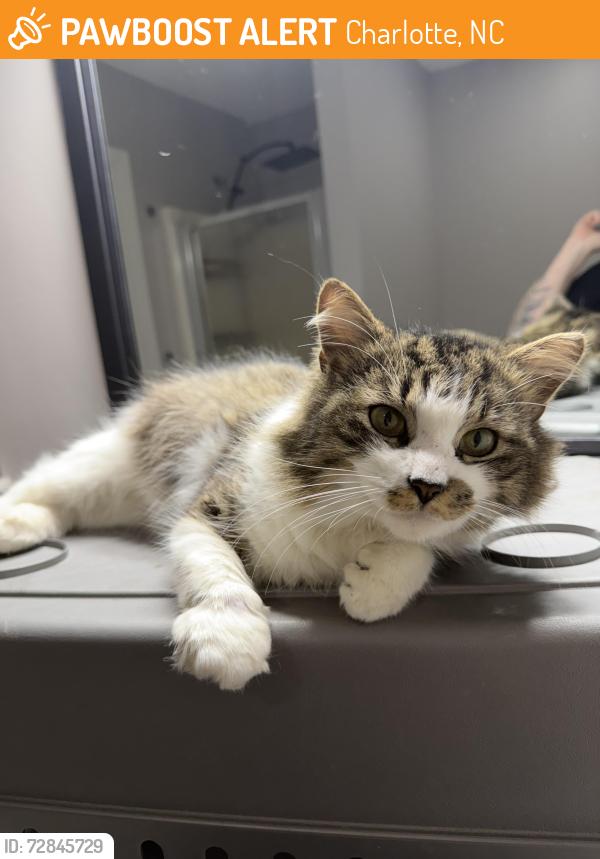 Found/Stray Male Cat last seen Westlake Ace Hardware in Ballantyne , Charlotte, NC 28277