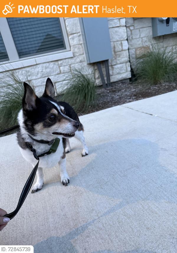 Found/Stray Male Dog last seen Marlowe Wellington apmts , Haslet, TX 76052