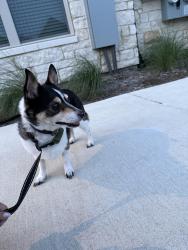 Found/Stray Male Dog last seen Marlowe Wellington apmts , Haslet, TX 76052