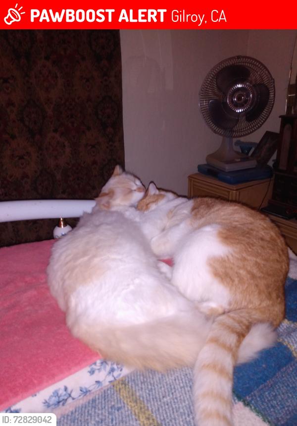 Lost Male Cat last seen Ryan Ct, Parrish Way off El Cerrito, Wren, Gilroy, CA 95020