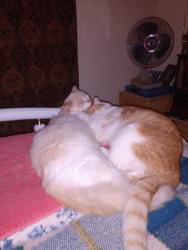 Lost Male Cat last seen Ryan Ct, Parrish Way off El Cerrito, Wren, Gilroy, CA 95020