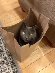 Lost Male Cat last seen East fayetteville, Eastover, NC 28312