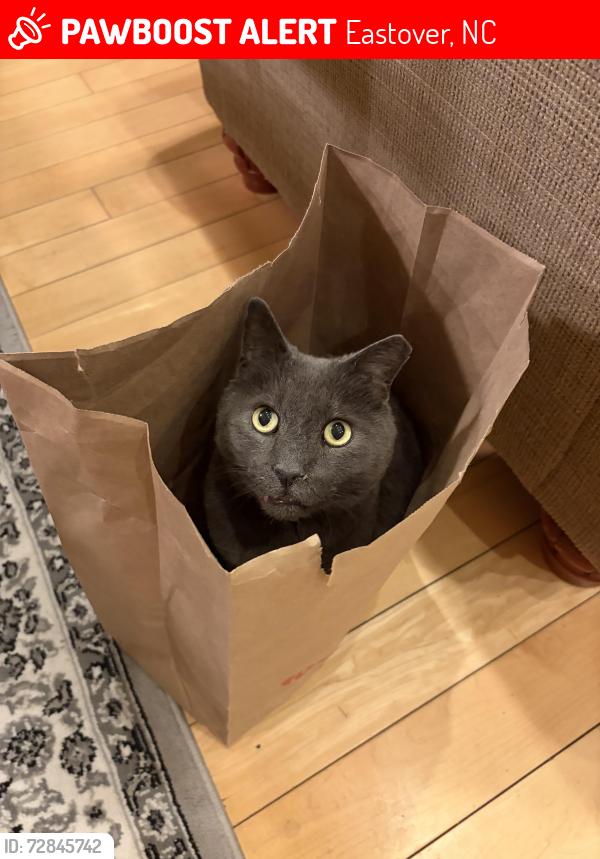 Lost Male Cat last seen East fayetteville, Eastover, NC 28312