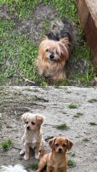 Lost Female Dog last seen Herdgerow sherry st, Arlington, TX 76010