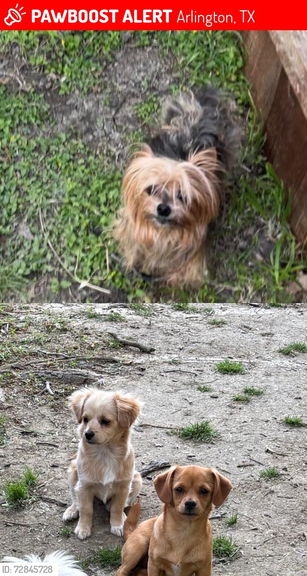 Lost Female Dog last seen Herdgerow sherry st, Arlington, TX 76010