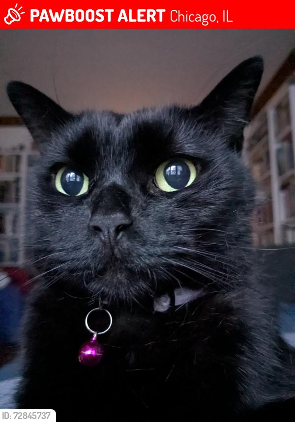 Lost Male Cat last seen Long and Oakdale , Chicago, IL 60641