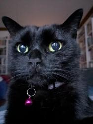 Lost Male Cat last seen Long and Oakdale , Chicago, IL 60641